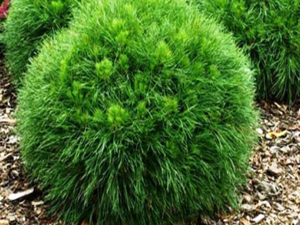 Pušis kalninė ,Varella' (lot. Pinus mugo) Pušis kalninė ,Varella' (lot. Pinus mugo)